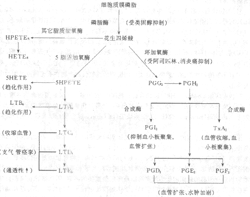 图5-6 炎症过程中花生四烯酸的代谢