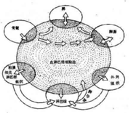 淋巴细胞简笔画图片