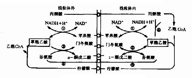 糖异生图图片