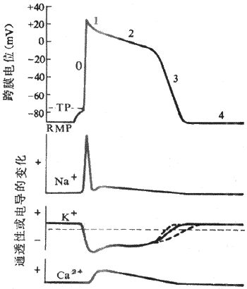 心肌细胞的动作电位图图片